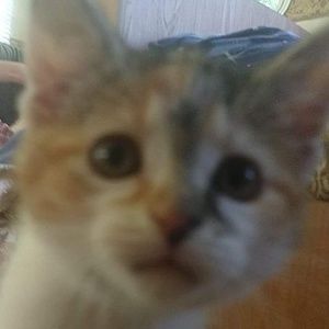 Meet your Posher, Mia